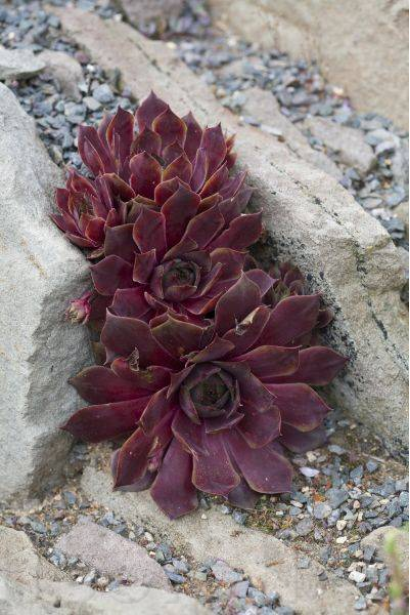 Дика квітка Молодило